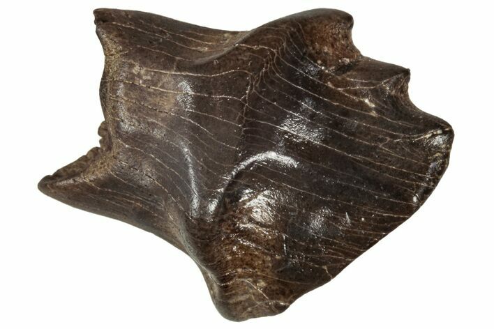 Fossil Nodosaurid (Denversaurus) Tooth - Montana #341037